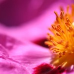 Bildnachweis Zistrose: © Henrik Lehnerer – shutterstock.com