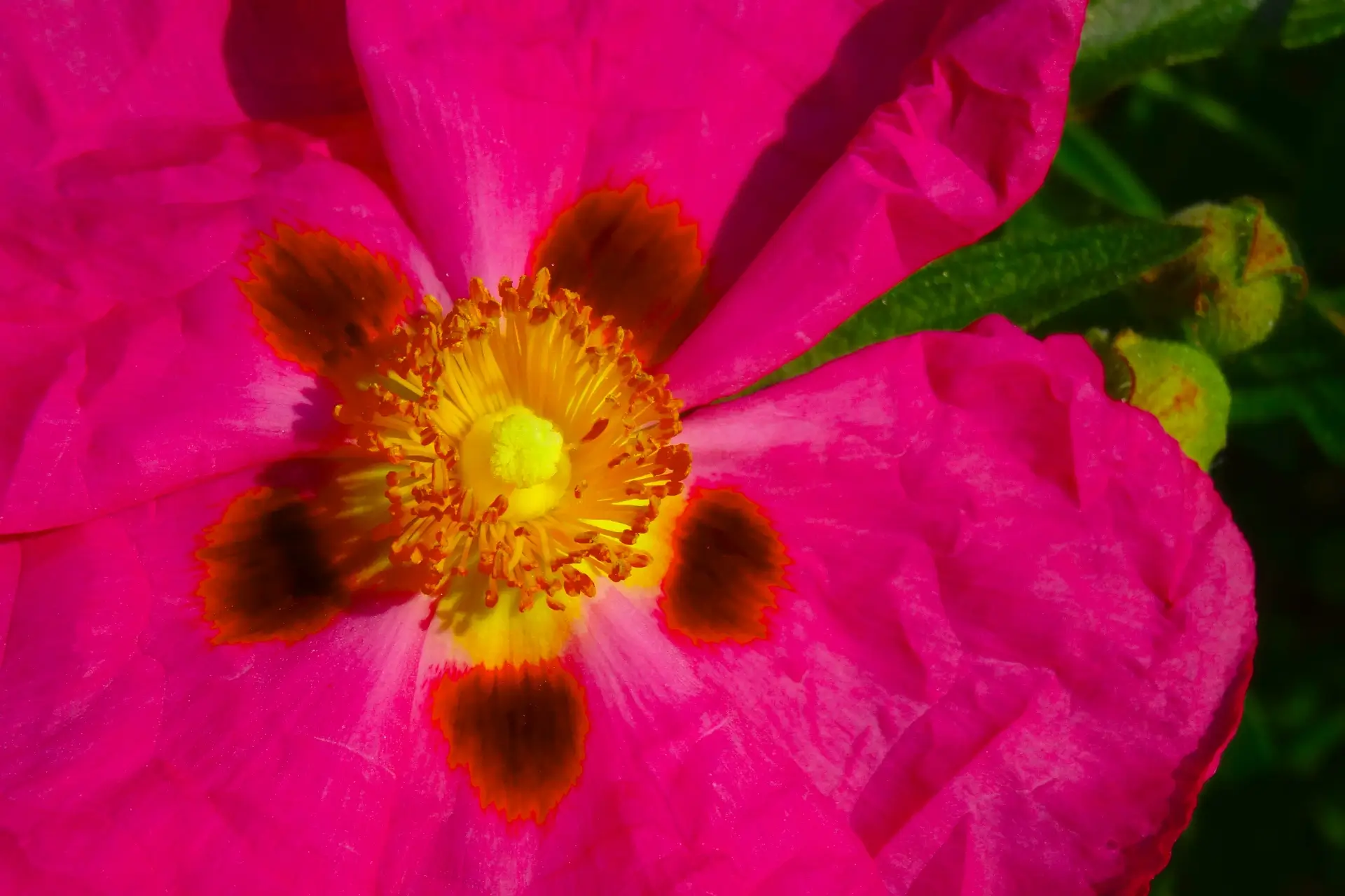 Cistus Bluete